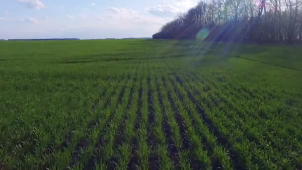 Cudowny widok z lotu ptaka pola pszenicy młodych. 4k — Wideo stockowe