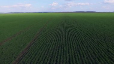 Hava harika manzarasını genç buğday alanlarında. 4k