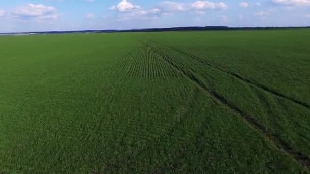 Nádherný letecký pohled polí mladé pšenice. 4k — Stock video