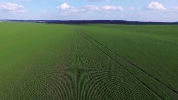 Prachtige luchtfoto van velden van jonge tarwe. 4k — Stockvideo