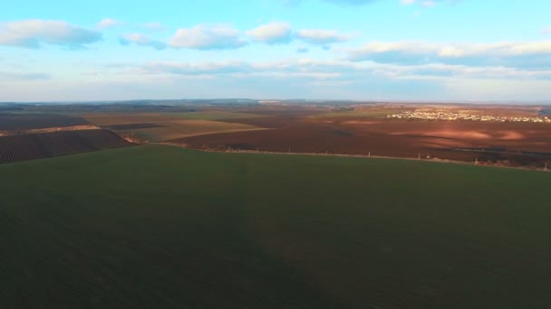 Zelená pšenice. Letecký pohled. 4k — Stock video
