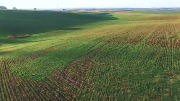 Magnifique vue aérienne des champs de jeunes blés — Video