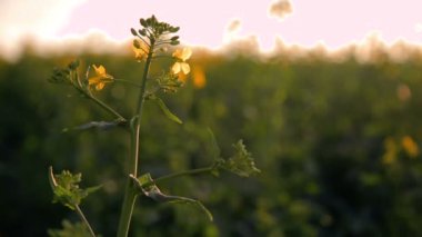 Gün batımında sarı tecavüz