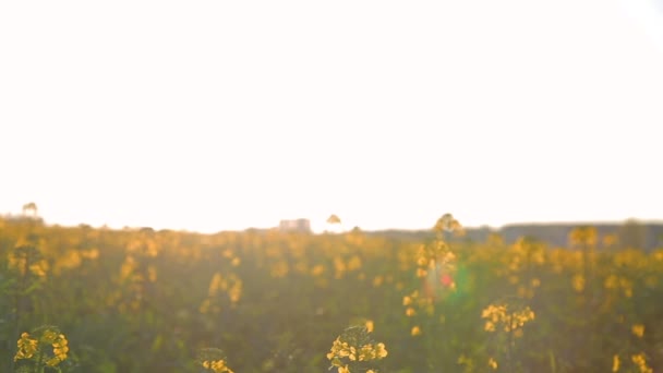 Closeup rape flowers over rapeseed field as background in sunset light — Stock Video