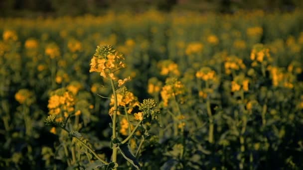 Violación amarilla al atardecer — Vídeos de Stock