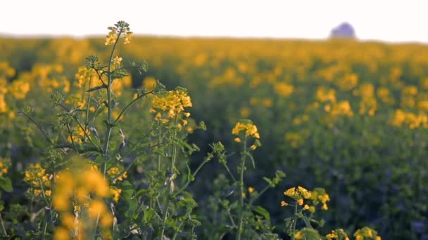 Gele verkrachting bij zonsondergang — Stockvideo