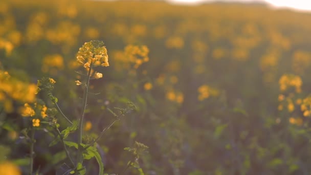 Violação amarela ao pôr-do-sol — Vídeo de Stock