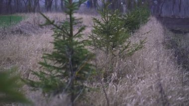 Sırada büyümek Noel ağaçları