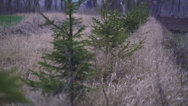 Різдвяні ялинки, які ростуть у черзі — стокове відео