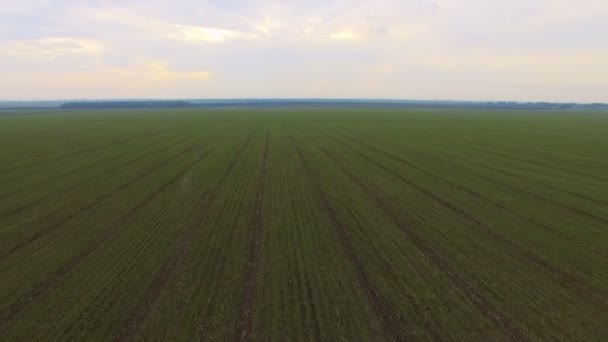 A légi felvétel a fiatal búza zöld mezők — Stock videók