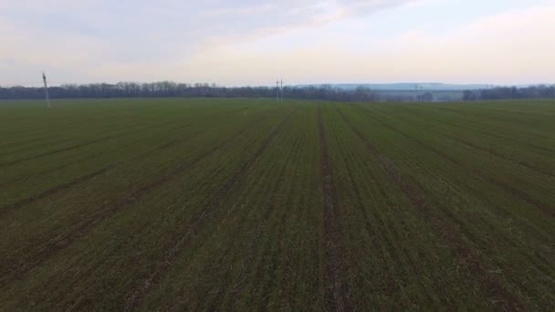 Aerial view of power lines and green field — Stock Video