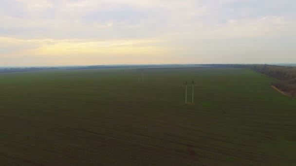 Vista aérea do campo com trigo — Vídeo de Stock