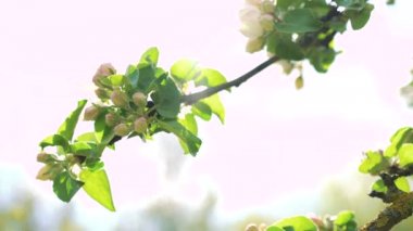 Bloom ile yakın çekim elma ağaç dal. 4k