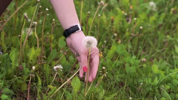 Primo piano taglio a mano dente di leone sull'erba verde. Lentamente. — Video Stock