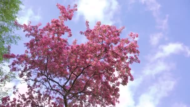 Schöner großer Paradies-Apfelbaum mit rosa Blüten auf Himmelshintergrund 4k — Stockvideo