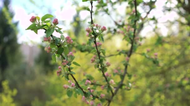 Galhos de maçã paradisíaca com pequenas flores 4k — Vídeo de Stock