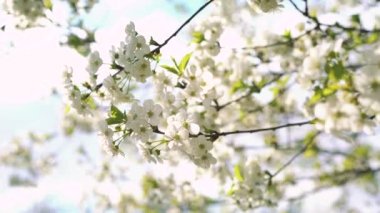 Çiçekli bahar kiraz ağacının hareket. 4k