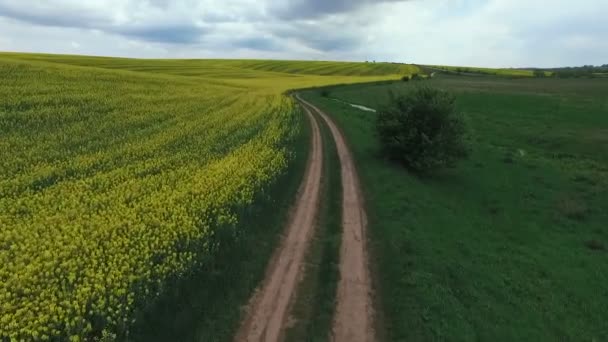 Aerial view of Canola field  near pond and green field — Stock Video