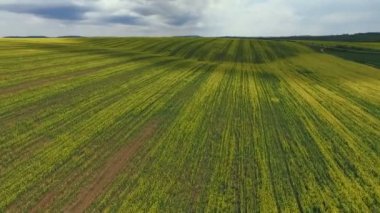 Tarım arazileri ile çiçeklenme kanola, tecavüz, Bahar, havadan görünümü