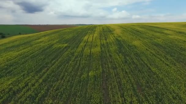 Terras agrícolas com colza amarela, primavera, vista aérea — Vídeo de Stock