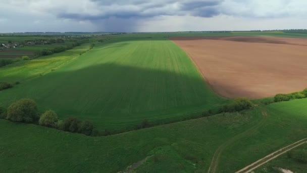 Campos bajo el cielo, plantas, trigo verde, tierra. Vista aérea — Vídeos de Stock