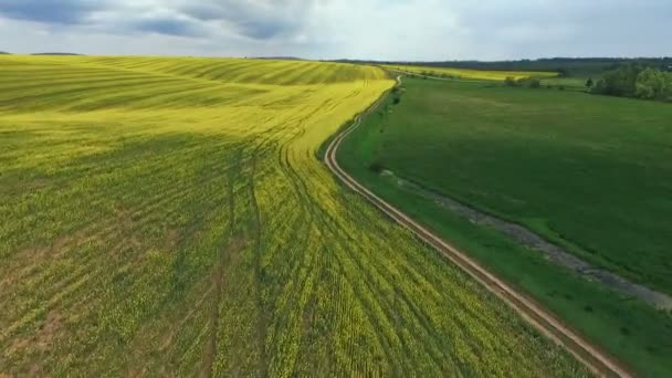 A mező a virágzó repce tavaszi, a nemi erőszak, a zöld mező légifelvételek — Stock videók