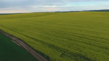 Bahar, tecavüz, yeşil alan hava görünümünü sırasında çiçek açan kanola ile tarım arazileri