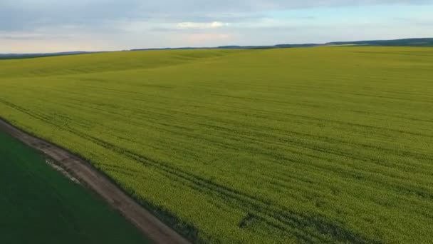 Jordbruksmark med blommande raps, under våren, våldtäkt, grönt fält Flygfoto — Stockvideo