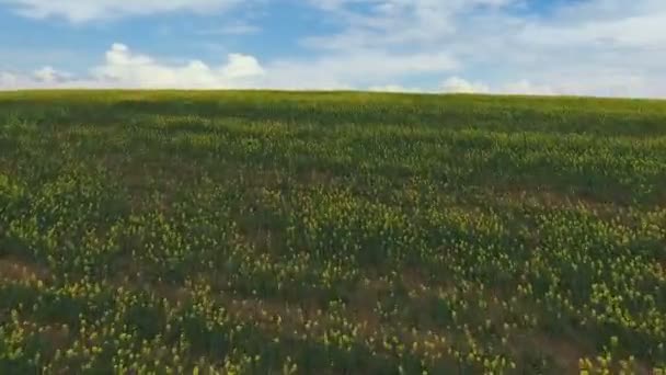 双低油菜籽农田。春天，鸟瞰图 — 图库视频影像
