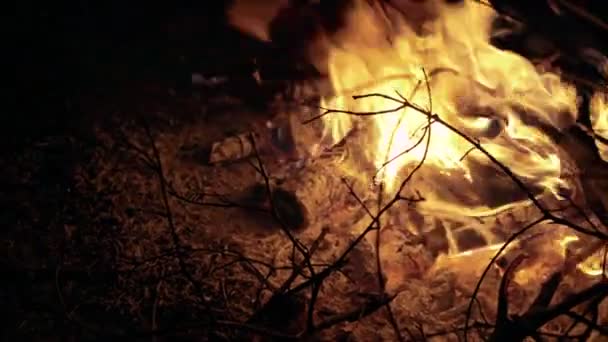 Close-up kampvuur branden in de buurt van hout. Achtergrond in 4k — Stockvideo