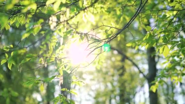 Szép, harmonikus erdő részletesen, gyertyán levelek a 4k — Stock videók