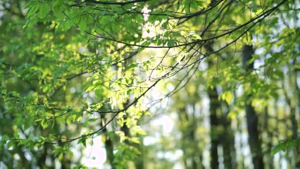 Schöne Hainbuchenzweige, sonniger Tag in 4k — Stockvideo