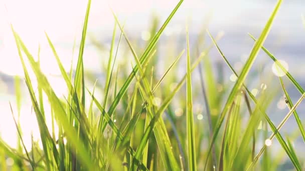 Chiudere onde cristalline attraverso l'erba verde. Lentamente. — Video Stock
