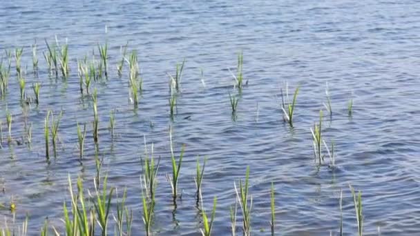 Close up of river waves with green canes. Slowly — Stock Video