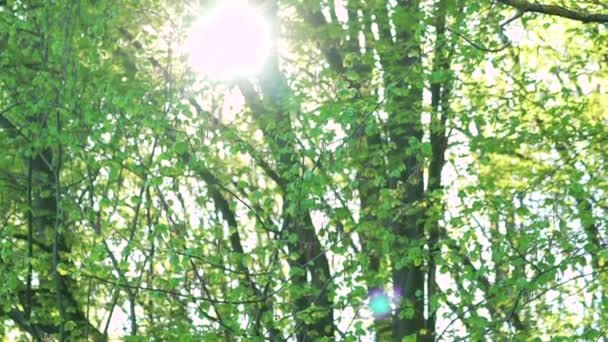 Green hornbeam trees, sky, sun rising. Slowly — Stock Video