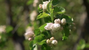 Yakın çekim elma ağacı dal çiçeği ile