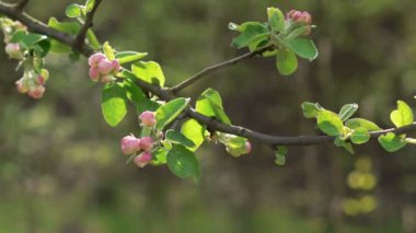 Apple-ağaç dal çiçek çiçek bahar gün ile