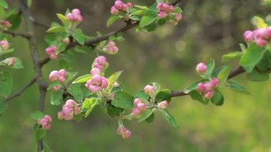Apple-ağaç dal çiçek blossom rüzgardan hareket ile
