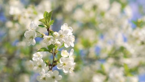 Close-up apple cherry twig with bloom — Stock Video
