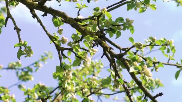 하늘 배경에서 오래 된 사과 나무 잔 가지 — 비디오