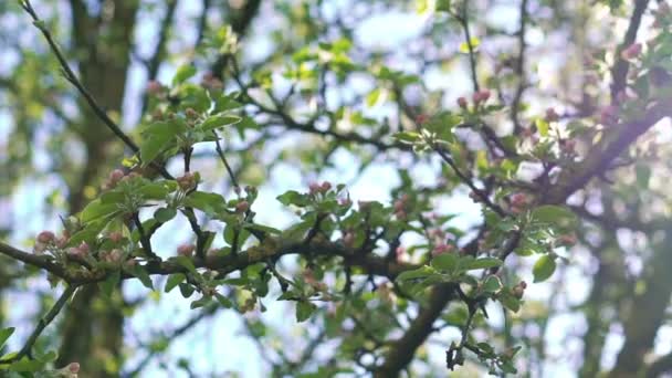 Äppelträd kvistar med färgglada blossom — Stockvideo