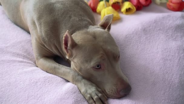 Pit bull mascota acostado en la cama cerca de los tulipanes, girándolos y olfateándolos. 4k — Vídeo de stock