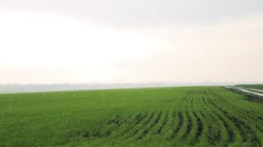 Yağmur alanları, parlak gökyüzü, kış buğday arka plan