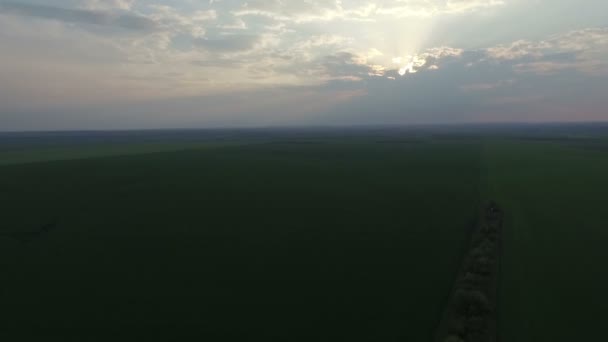 Luchtfoto van groene velden en heldere hemelachtergrond — Stockvideo