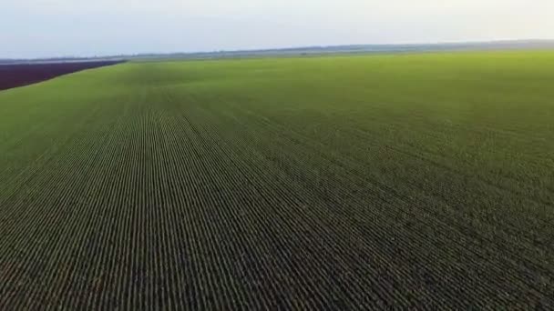 Vue aérienne des champs verts, pousses, ciel, mouvement rapide 