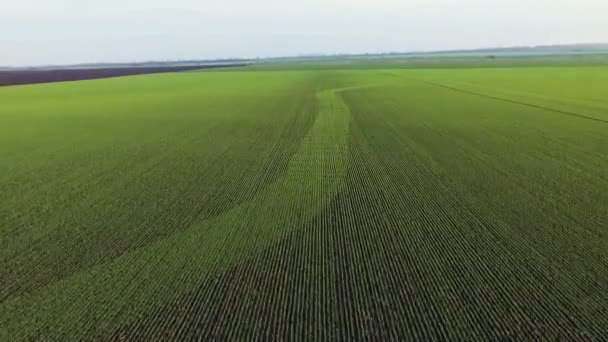 Vista aerea dei campi di grano primaverile — Video Stock