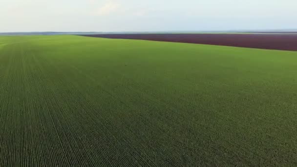 Vista aérea de los campos de trigo de primavera, paisaje verde — Vídeo de stock
