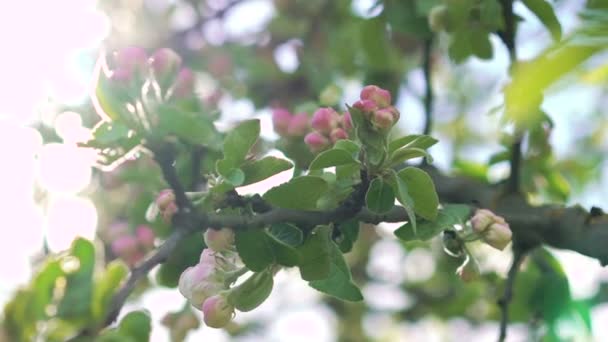 Bloesem van de appelboom op zon stijgen van de achtergrond — Stockvideo