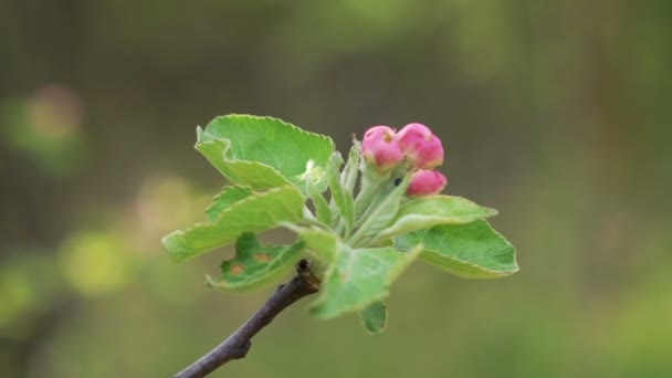 Nahaufnahme einer Fliege auf einer Apfelblüte — Stockvideo