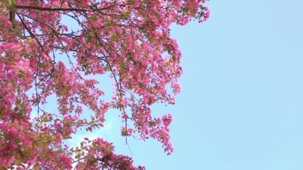Великі райські яблуні рожеві квіти розквітнуть, рухаючись на фоні неба — стокове відео